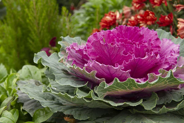 Çiçekli bir alanın ortasında pembe lahana.