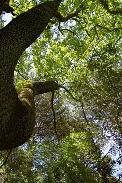 Bir yaz günü bir ağacın altında