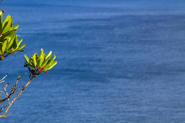 Deniz kenarına bakan bitkiler