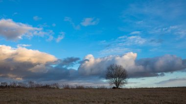 Solmuş otlak ve tek ağaç 