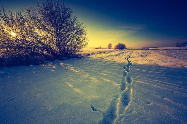 Vintage landschap van winter veld — Stockfoto