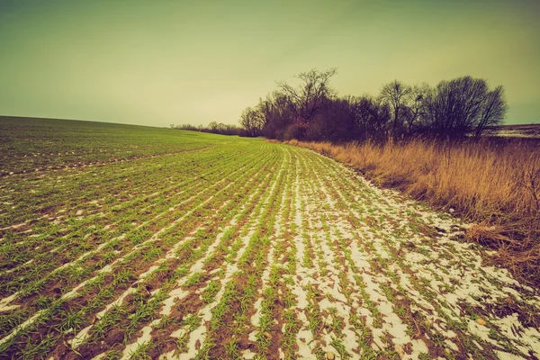 Vintage landscape of winter field