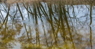 Polonya bahar ormandaki nehir