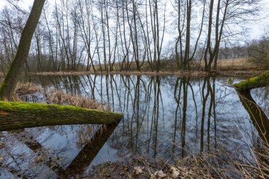Polonya bahar ormandaki nehir