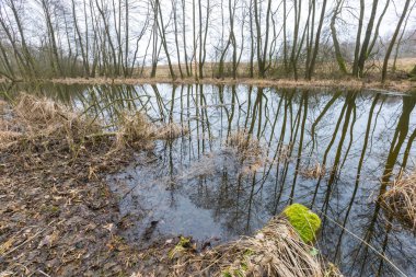 Polonya bahar ormandaki nehir