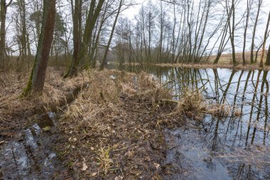 Polonya bahar ormandaki nehir