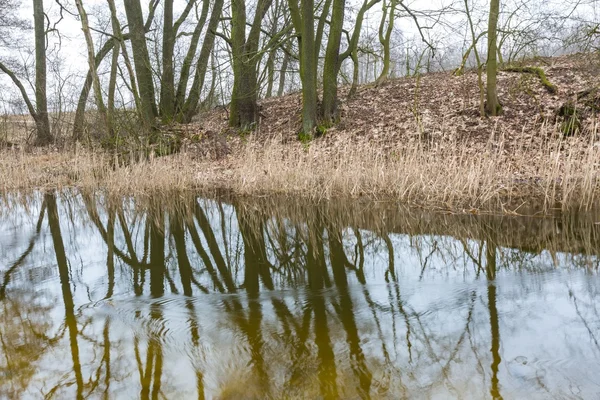 Río en el bosque de primavera en Polonia — Foto de Stock