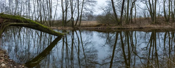 Rio na floresta da primavera na Polônia — Fotografia de Stock