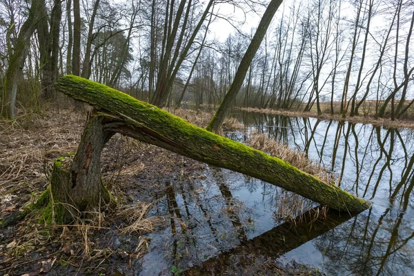 Fiume nella foresta primaverile in Polonia — Foto Stock