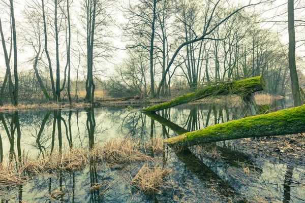 Imagen vintage del río en el bosque de primavera —  Fotos de Stock