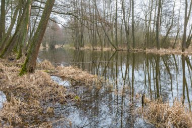 Polonya bahar ormandaki nehir