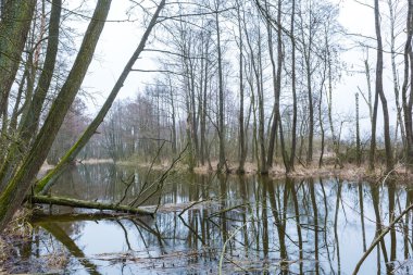 Polonya bahar ormandaki nehir