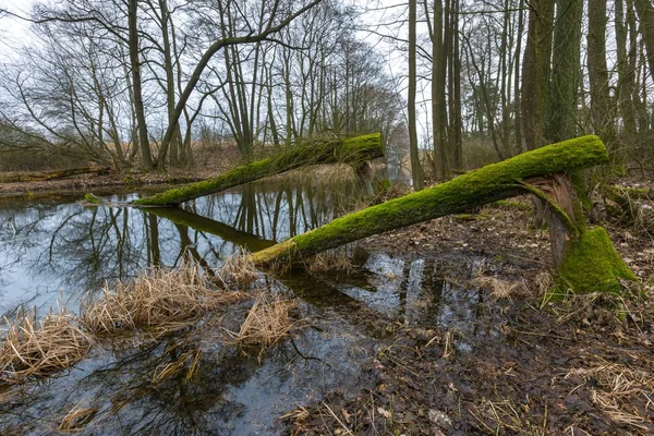 Rivière en forêt printanière en Pologne — Photo