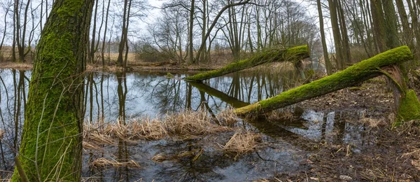 Rivière en forêt printanière en Pologne — Photo