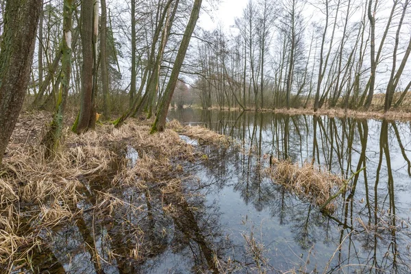 Rivière en forêt printanière en Pologne — Photo