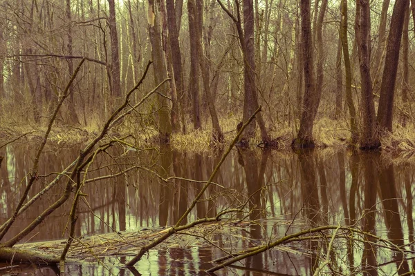 Vintage picture of river in springtime forest