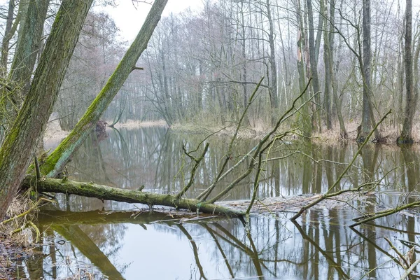 Polonya bahar ormandaki nehir — Stok fotoğraf