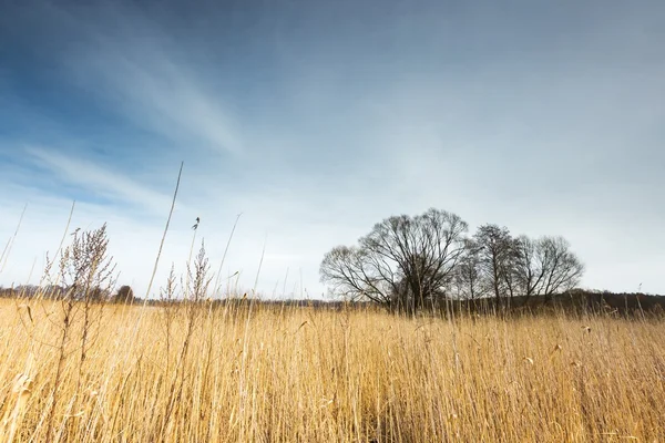 Paisagem no início da primavera lago — Fotografia de Stock