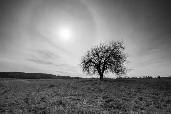 Paisagem de prado no início da primavera na Polônia . — Fotografia de Stock