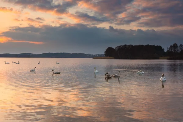 Paisagem do lago com cisnes natação — Fotografia de Stock