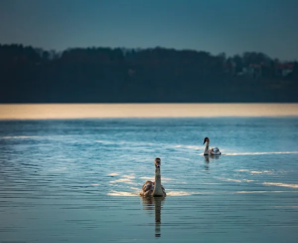 Lake landscape with swimming swans — Stock Photo, Image