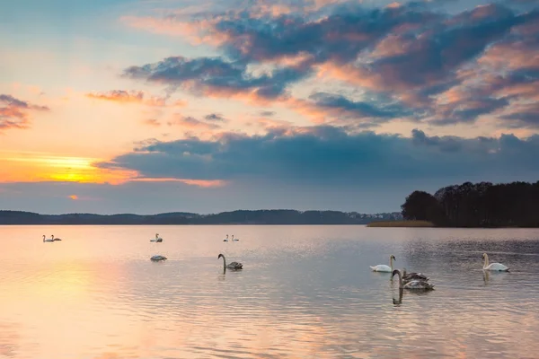 Paisagem do lago com cisnes natação — Fotografia de Stock