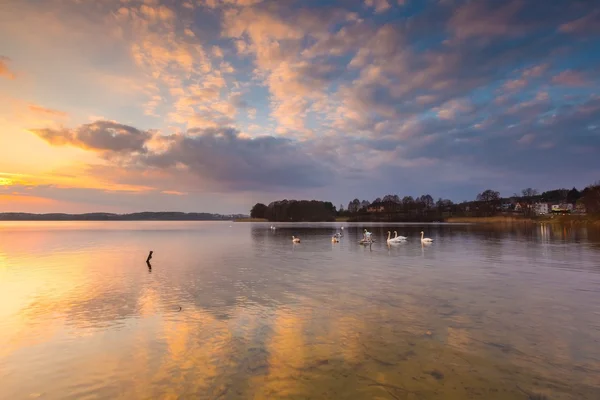 Paisagem do lago com cisnes natação — Fotografia de Stock