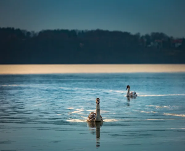 Paysage lacustre avec cygnes — Photo