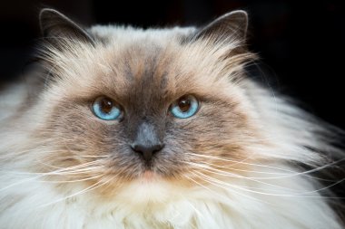 Güzel Neva Masquerade kedi portre