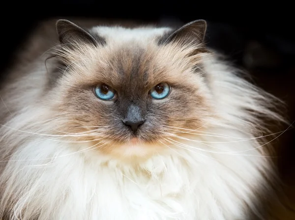 Schöne Neva Maskerade Katzenporträt — Stockfoto