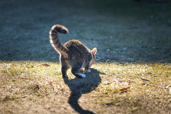 Jeune chat jouer en plein air — Photo