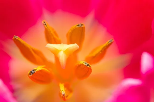 Detailní záběr části tulipány — Stock fotografie