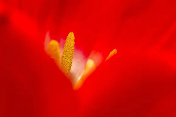 Nahaufnahme eines Teils der Tulpenblüte — Stockfoto