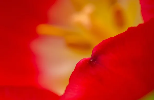 Закрыть часть цветка тюльпана — стоковое фото