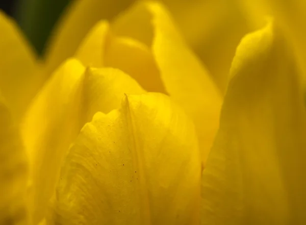 Närbild av en del av tulip flower — Stockfoto