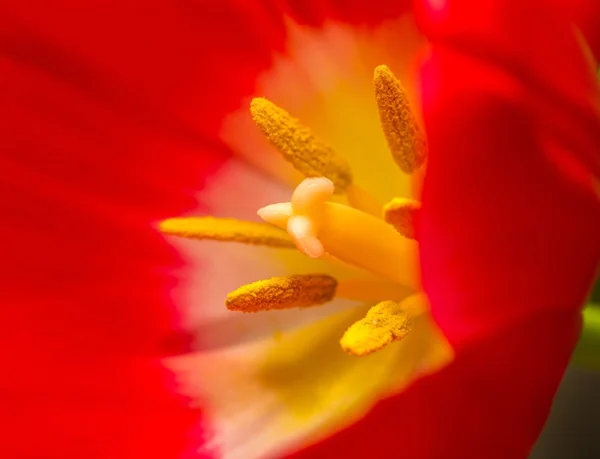 Nahaufnahme eines Teils der Tulpenblüte — Stockfoto