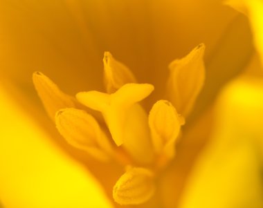 Lale çiçek parçası yakın çekim