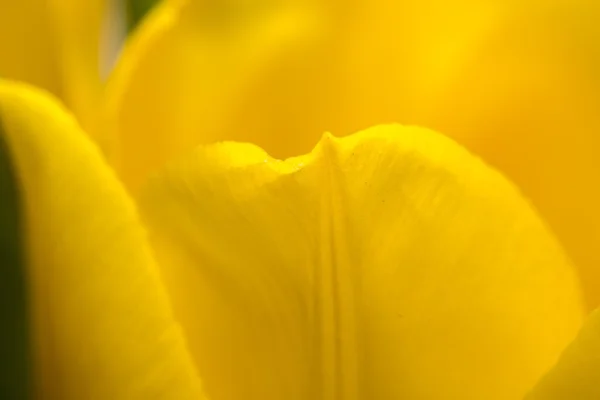 Närbild av en del av tulip flower — Stockfoto