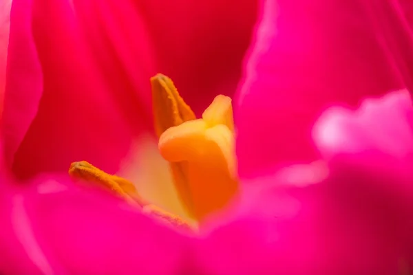 Nahaufnahme eines Teils der Tulpenblüte — Stockfoto