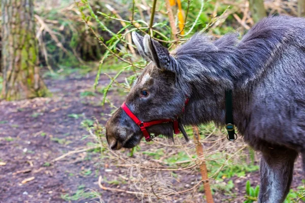 Łoś portret sfotografowany w lesie — Zdjęcie stockowe