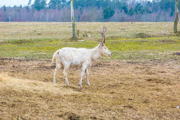 David's Deer Park zwierząt. — Zdjęcie stockowe