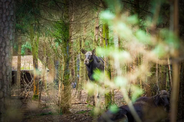 Портрет лося, сфотографированный в лесу — стоковое фото