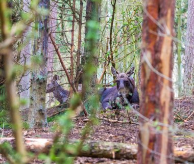 Ormanda fotoğraflandı geyik portre