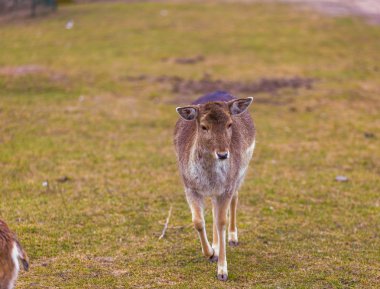 Kunduzdan oluşur kadın portre.