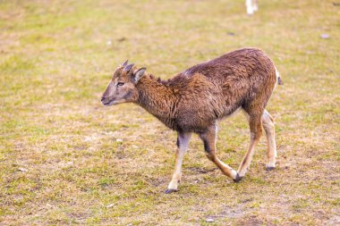 Kunduzdan oluşur kadın portre.