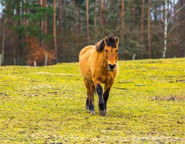 Przewalski horse portrait — Stock Photo, Image