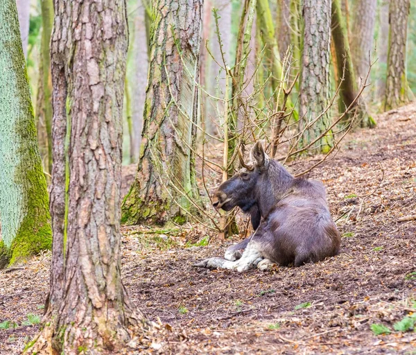 Retrato de alce fotografado na floresta — Fotografia de Stock