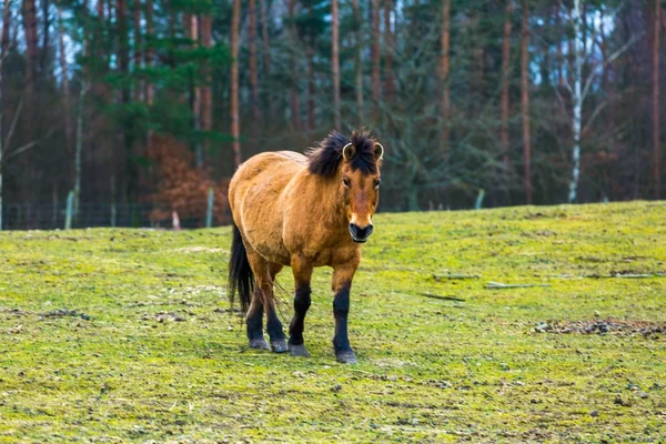 Portrait de cheval Przewalski — Photo