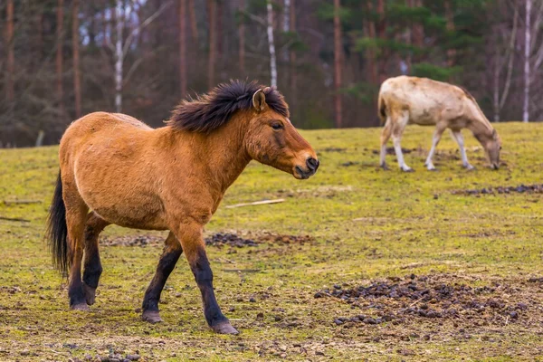 Portret konia Przewalskiego — Zdjęcie stockowe