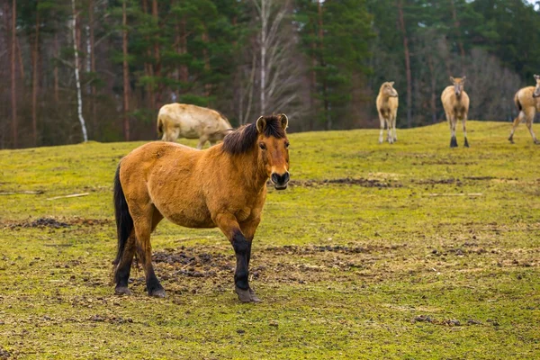 Przewalski馬の肖像画 — ストック写真